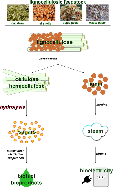 The Biofuel Process