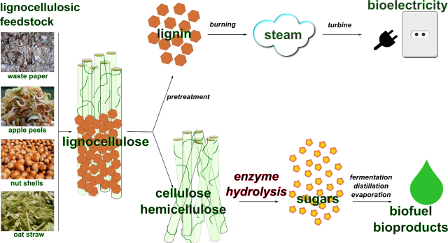 The Biofuel Process